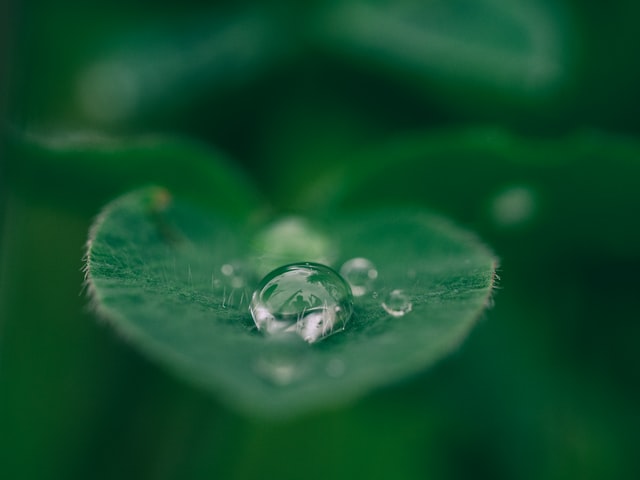 Pétale de fleur avec une goutte d'eau - Durabilité Écologie Développement durable